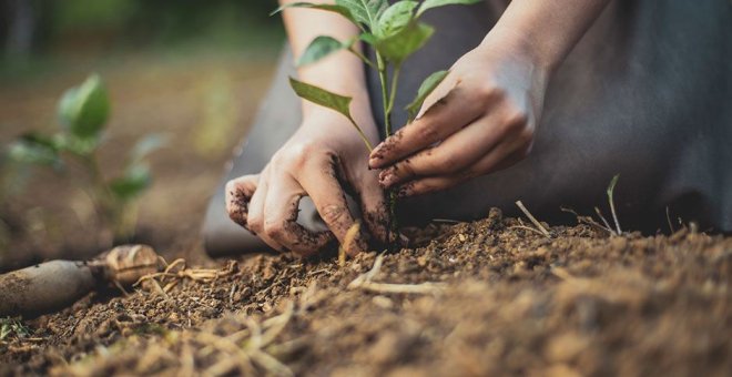 Acabar con el hambre con una visión holística: tierra, lluvia, árboles