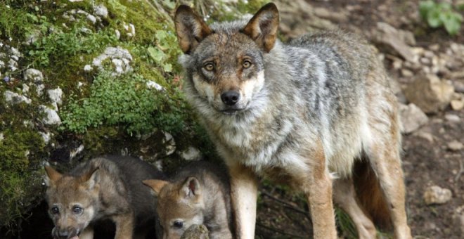 Admitido a trámite el recurso de ganaderos contra la prohibición de cazar lobos