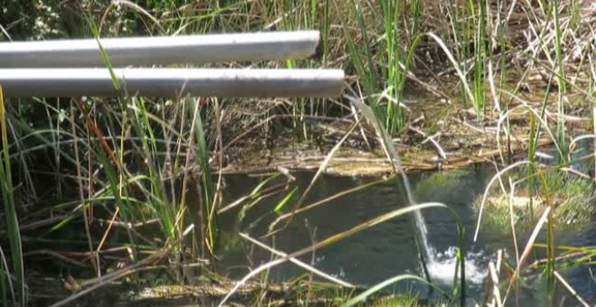 El día Mundial de los Humedales se reinvindica especialmente en el Parque Natural de Doñana