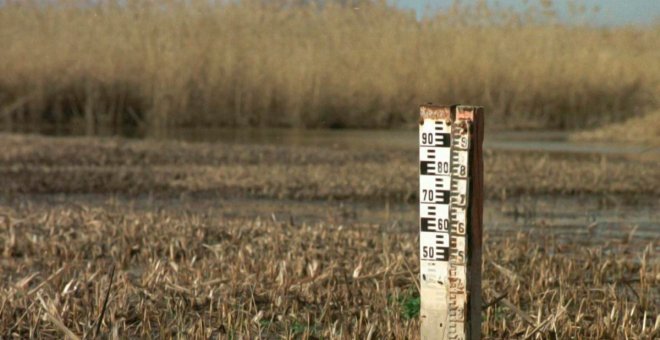 Ecologistas llevan ante Fiscalía el cultivo de pistachos de riego en una laguna protegida del área de Las Tablas de Daimiel