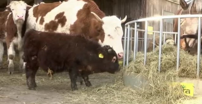 Un toro enano nacido en Baviera y llamado Napoleón acapara la atención de los visitantes que acuden a la granja a ver a los animales