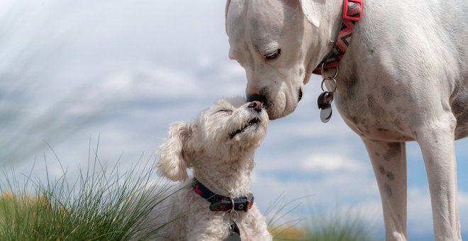 Estos son los nombres más populares para perros inspirados en comidas