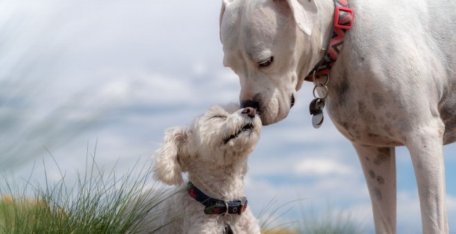 Las 10 obligaciones que los dueños de mascotas tendrán con la Ley de Protección Animal