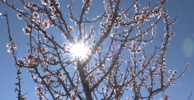 El espectáculo de los almendros en flor