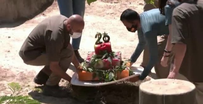 Un zoo de Río de Janeiro celebra el 28 cumpleaños de un hipopótamo con una suculenta tarta de frutas