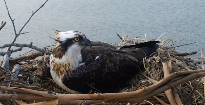 El águila pescadora inicia el período de incubación en la Bahía de Santander tras 70 años