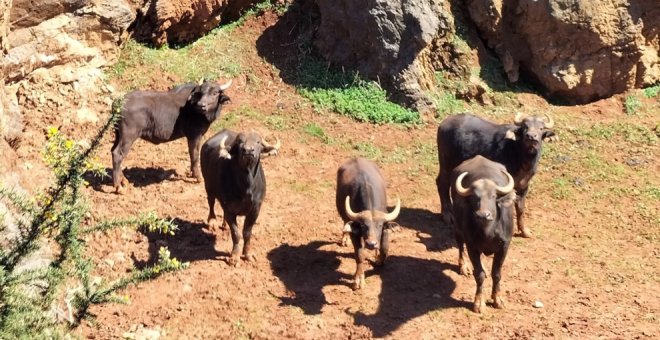 Llegan cinco ejemplares de búfalo cafre al Parque de Cabárceno