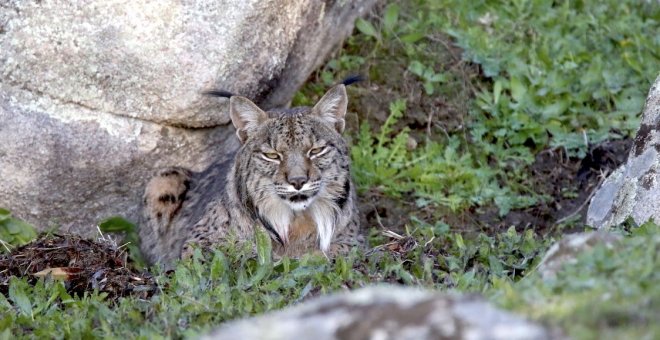 Diario de un emocionante safari al encuentro con el lince ibérico