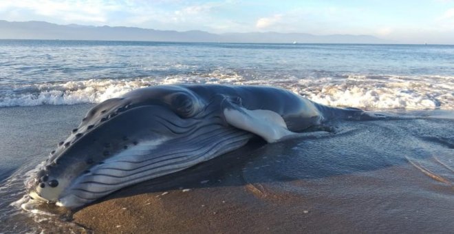 El día del Leviatán | "Oceánica", de Yolanda González