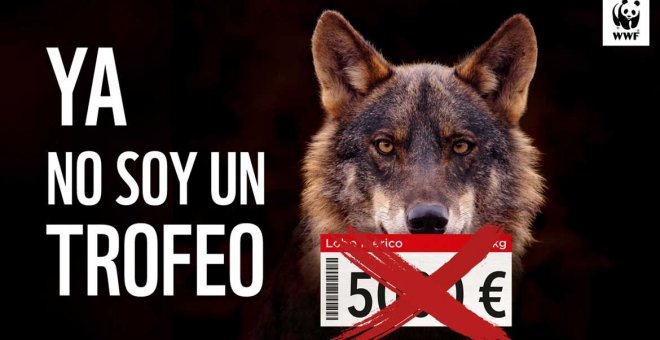 El lobo ibérico ya no es un trofeo, yo lo defiendo ¿y tú?