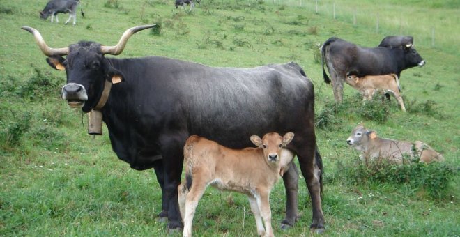 Tudancas, vacas en peligro de extinción que son el orgullo de Cantabria