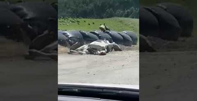 Cientos de buitres devoran el cadáver de una vaca en Meruelo