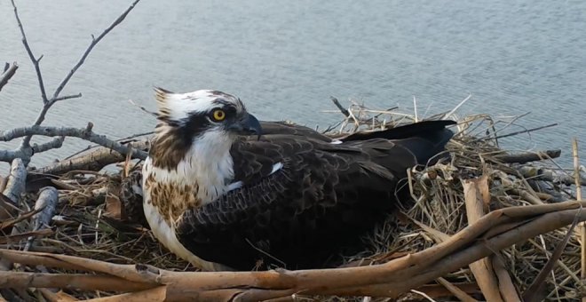 Nacen en la Bahía de Santander dos nuevas águilas pescadoras