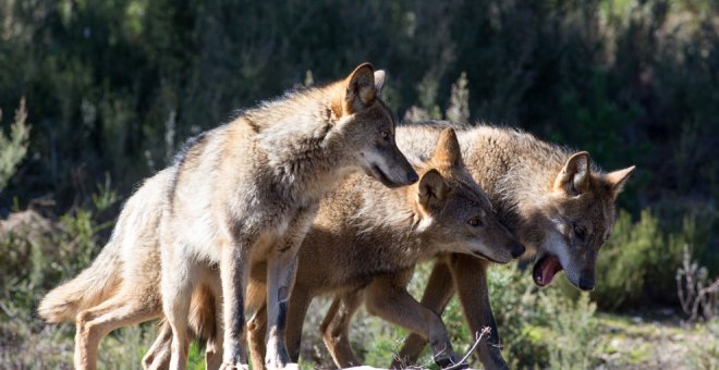 "Cantabria va a seguir realizando controles del lobo"