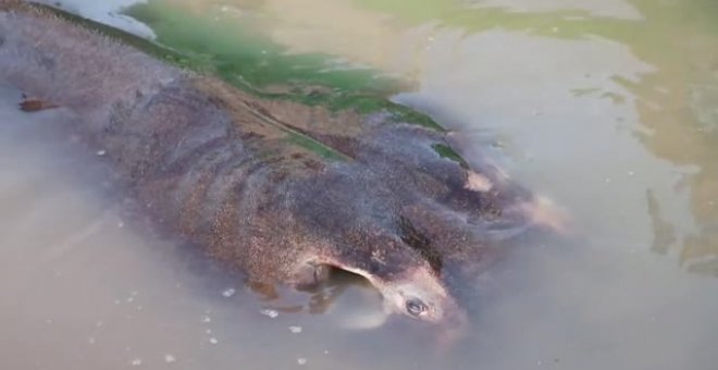 Encuentran en Camboya un ejemplar de manta raya de 300 kilos de peso