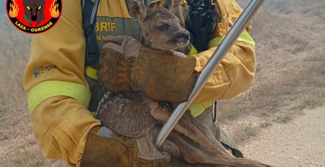 La foto viral de un cervatillo rescatado por un bombero muestra la otra cara de los incendios