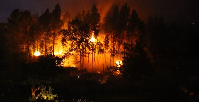 Cómo recuperar el bosque tras un incendio