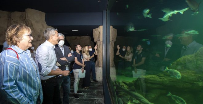 El Museo Marítimo incorpora tres ejemplares macho de tiburón gris