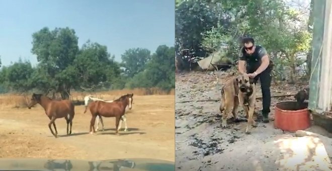 Rescate en una finca ganadera de Toledo: caballos y perros se encontraban rodeados por las llamas