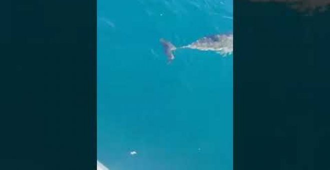 Los delfines visitan la costa cántabra con la llegada de las altas temperaturas