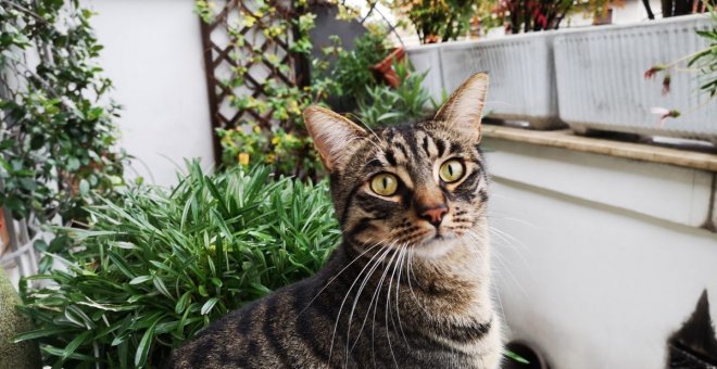 Haz segura tu terraza para niños y mascotas