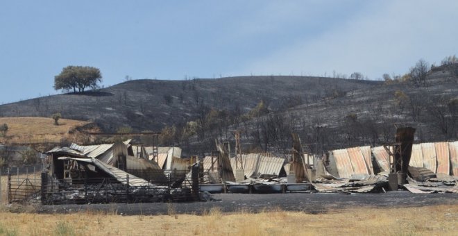 Situación crítica en las explotaciones ganaderas afectadas por el incendio de Valdepeñas de la Sierra