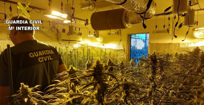 Armas, dinero y tres plantaciones de marihuana, desarticulada en Escalona una peligrosa organización criminal