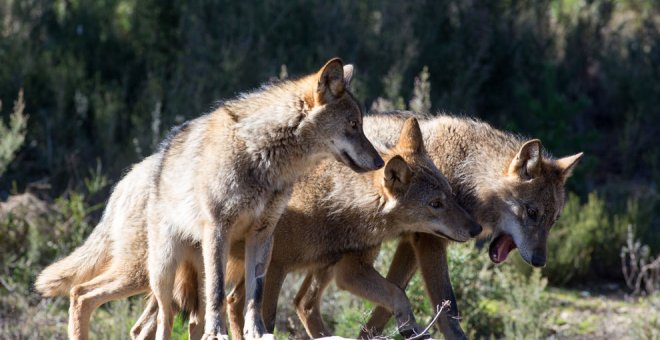 Cantabria espera tener "en horas" el aval del MITECO para iniciar la caza de diez lobos
