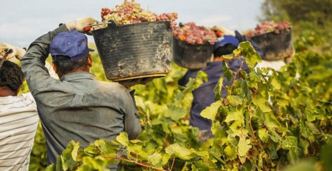 La vendimia dice adiós a los trabajadores eventuales y supondrá 25.000 contratos de fijos-discontinuos en la región