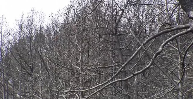 ¿Qué hacer con la madera quemada de nuestros bosques?