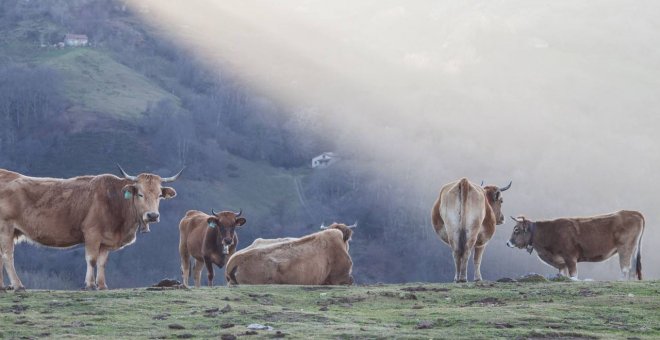 La Política Agraria Común reconocerá la singularidad de la ganadería sostenible asturiana