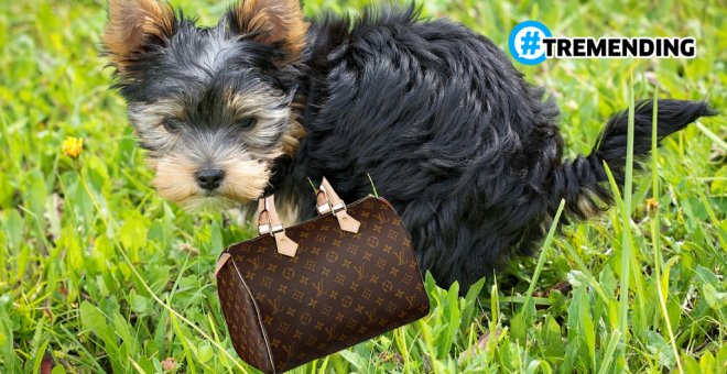 Un 'tiktoker' compra un bolso de Louis Vuitton de más de 900 euros para recoger las cacas de su perro
