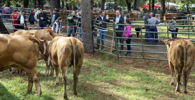 1.700 reses de 75 ganaderías se congregan en la Feria de Alceda