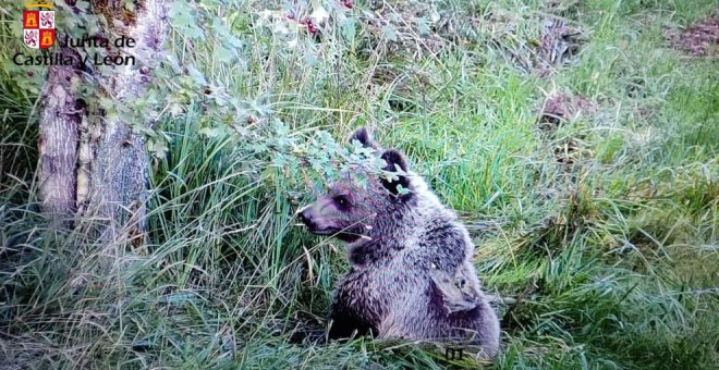 Trasladan a León al osezno que se recuperó de sus heridas en el Centro de Villaescusa