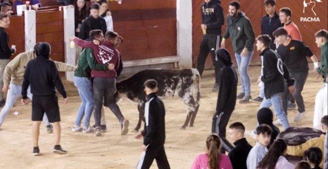 'After hours' taurino con dinero público: jóvenes ebrios maltratan becerros a ritmo de DJ en las fiestas de Brihuega