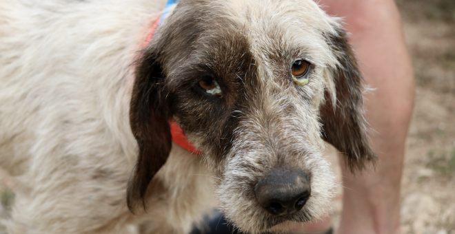 Troben 17 gossos sense aigua ni menjar a una finca del Baix Penedès