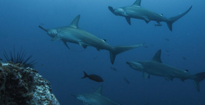 ¿Cómo se reproducen los tiburones?