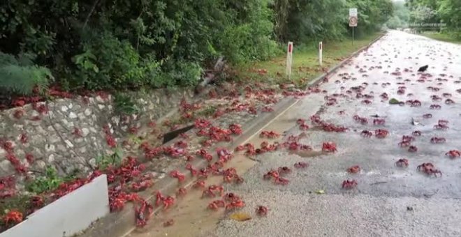 Millones de cangrejos rojos comienzan su migración anual en la australiana Isla de Navidad