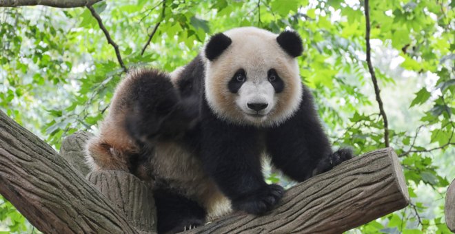 ¿Cómo ha conseguido el panda gigante salvarse de la extinción?