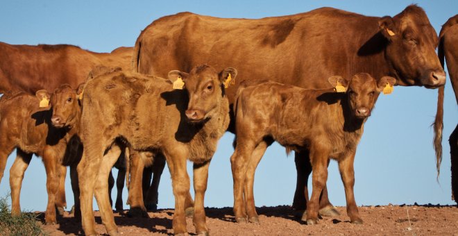 Vacas de buen carácter que conservan el paisaje de Menorca