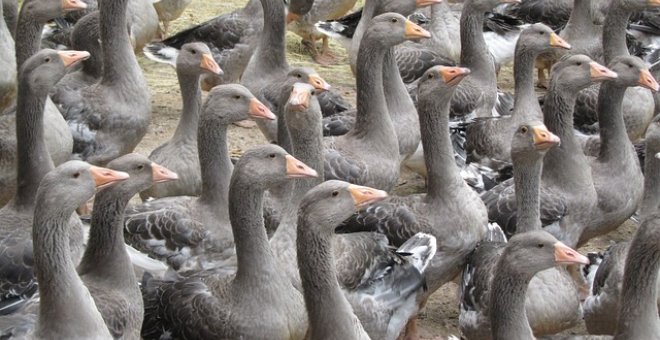 Pato confinado - El fuagrás engorda su mala reputación