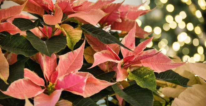 Flor de Pascua en Navidad: ¿Es tóxica para los perros y gatos?