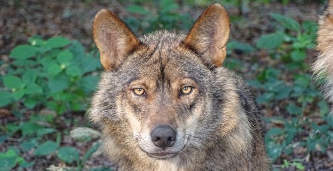 La Audiencia descarta suspender la extracción y captura de lobos por las comunidades autónomas