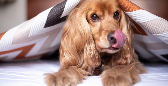 Como preparar a tu animal de compañía para pasar unos días en una residencia canina