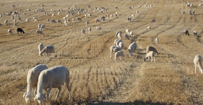 Corderos estrellas de la Navidad y del campo alcarreño