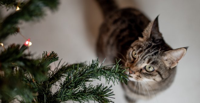 Si tienes un animal en casa deberías tener cuidado con tu decoración navideña