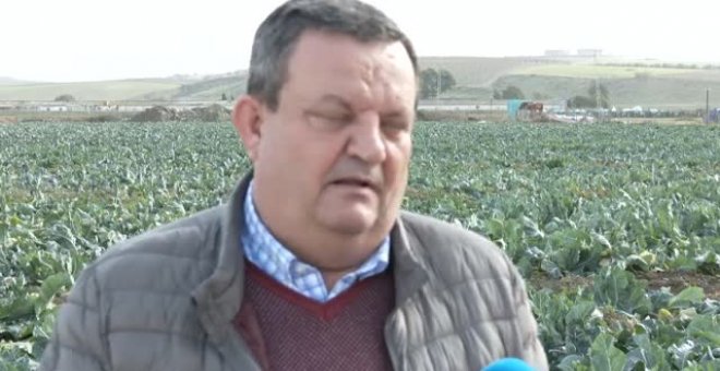 Los agricultores celebran la lluvia como maná para sus cosechas