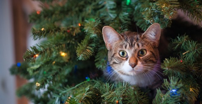 Por qué no deberías regalar animales por Navidad