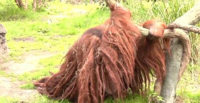 Rudi Valentino, el orangután macho más longevo de Norteamérica, cumple 45 años