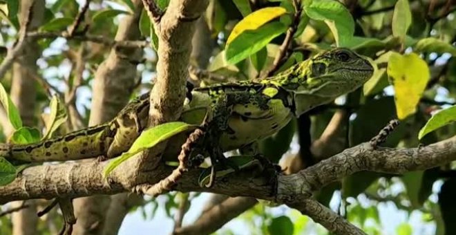 Científicos hallan por primera vez iguanas rosadas en las Islas Galápagos